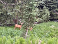 First wildlife siting as we entered Winter Park Village for our stay