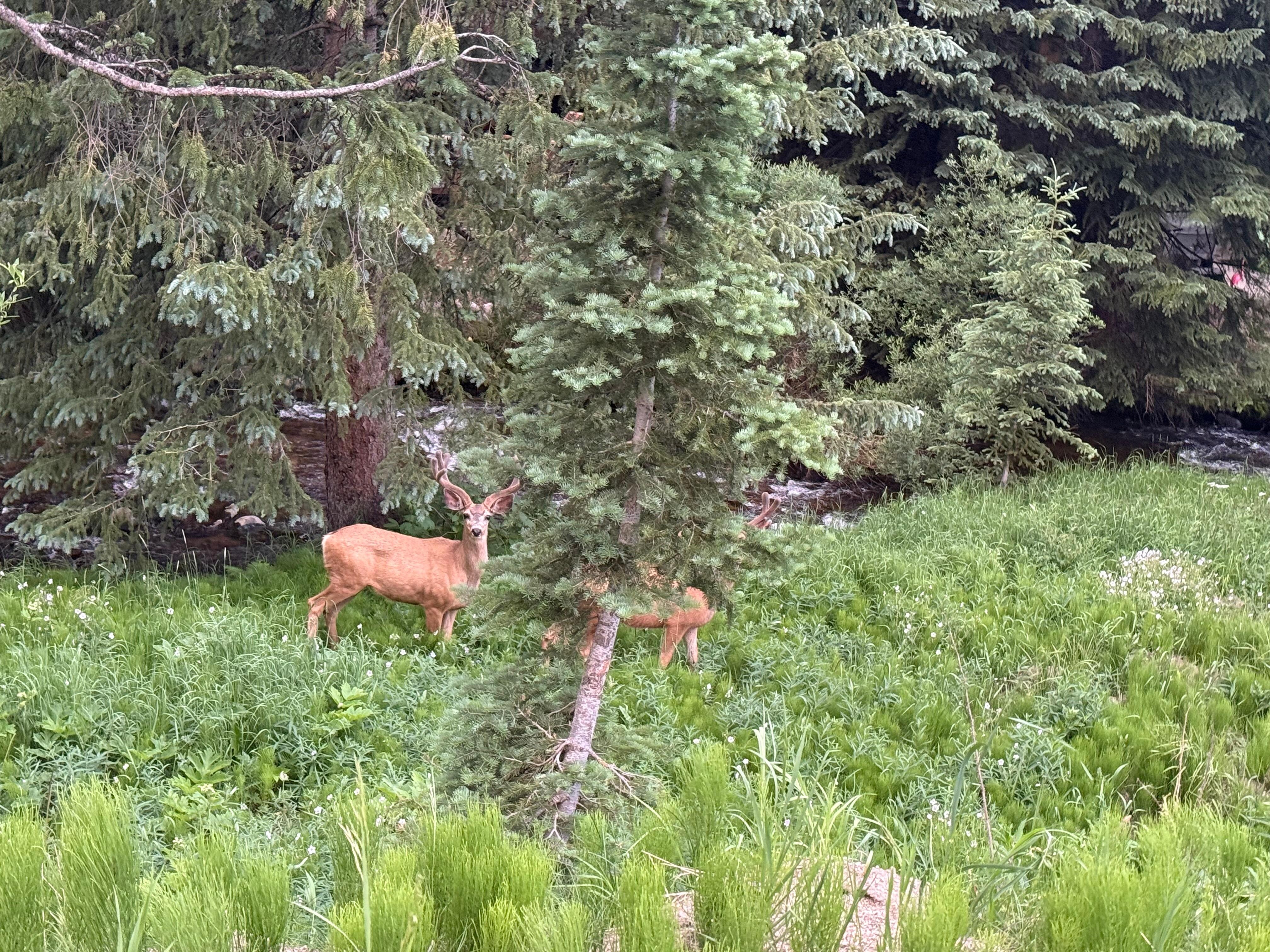 First wildlife siting as we entered Winter Park Village for our stay