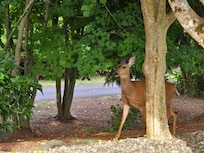 Deer sightings right in the front yard