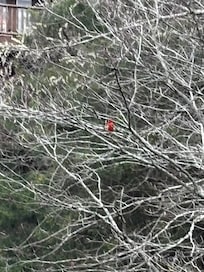 The wildlife is so cool