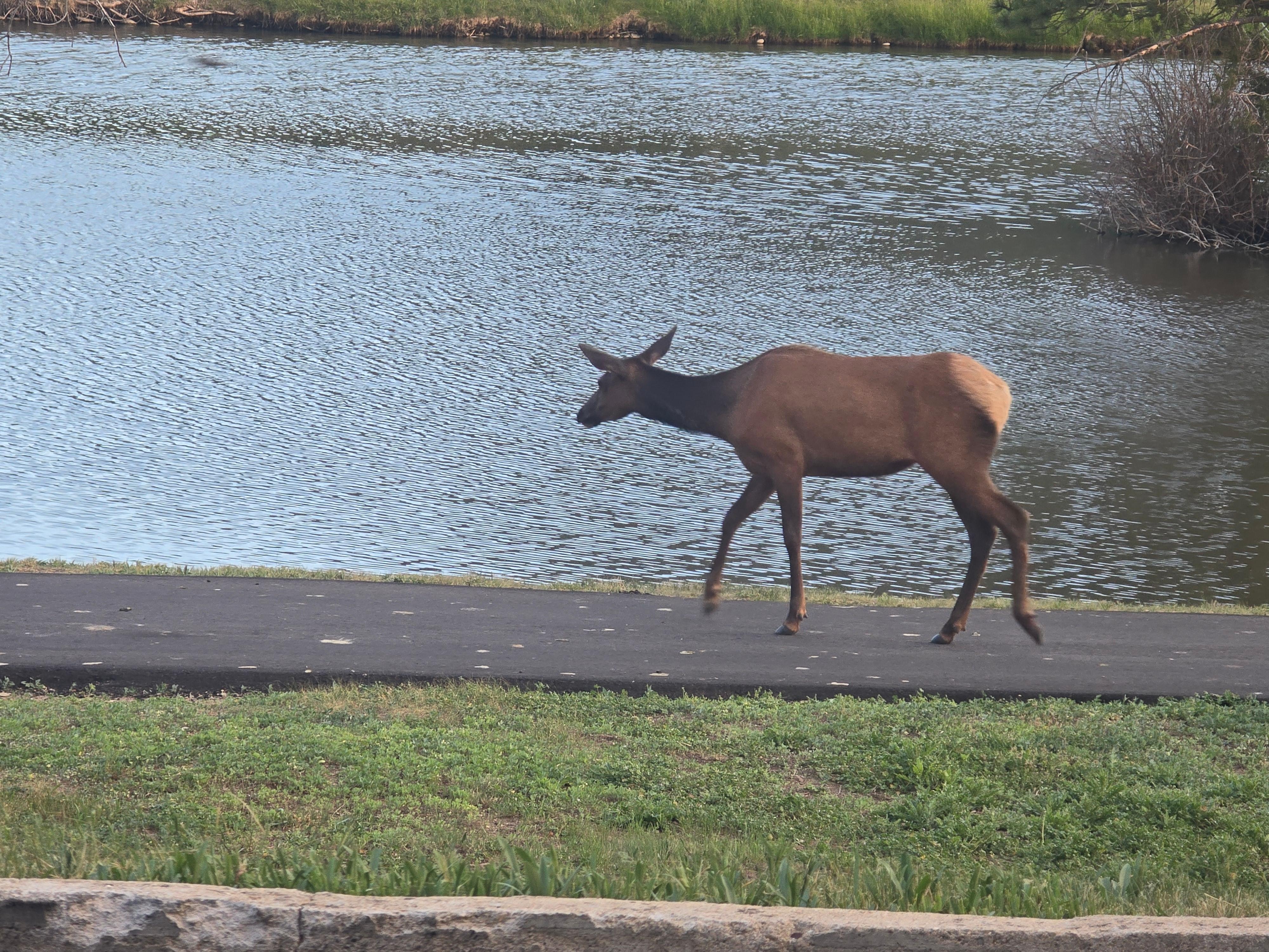 Elk by the pond in front of our room. 