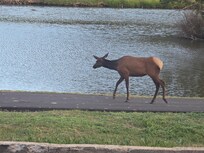 Elk by the pond in front of our room.