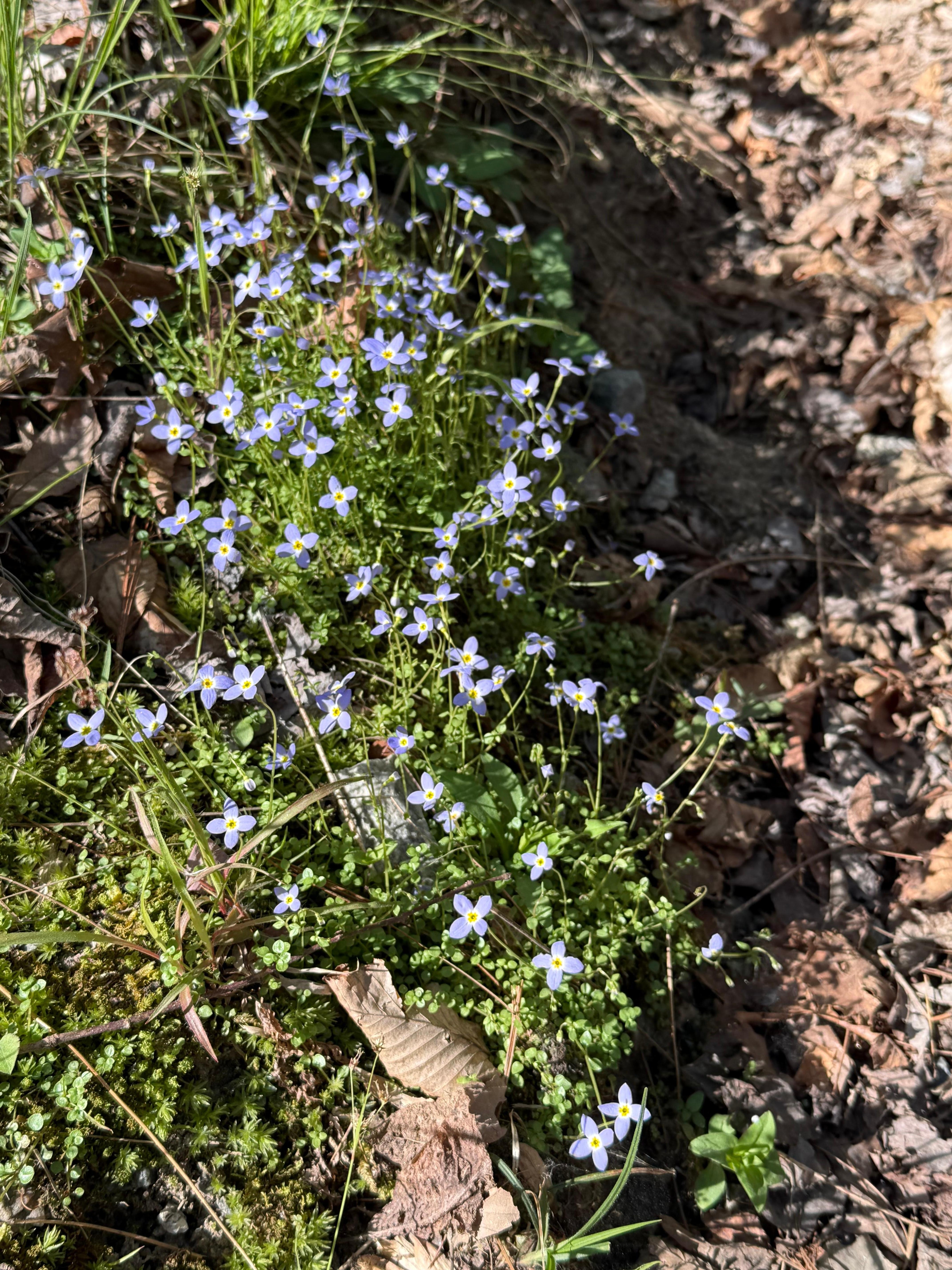 bluets