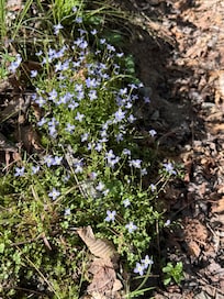 bluets