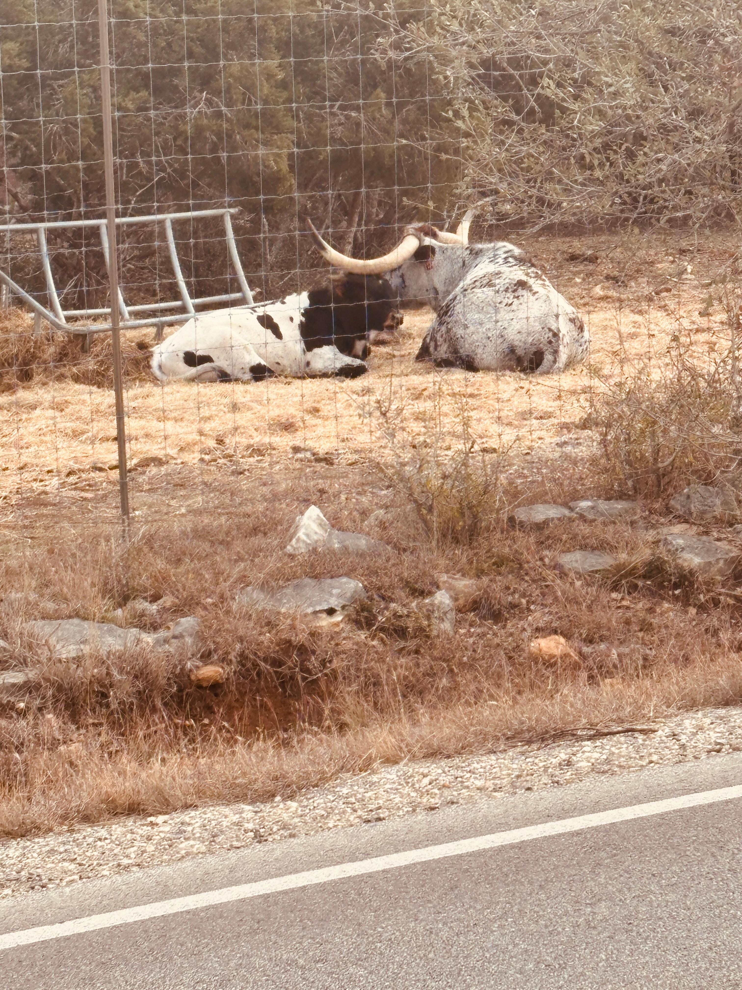 Longhorns on the way to wimberly