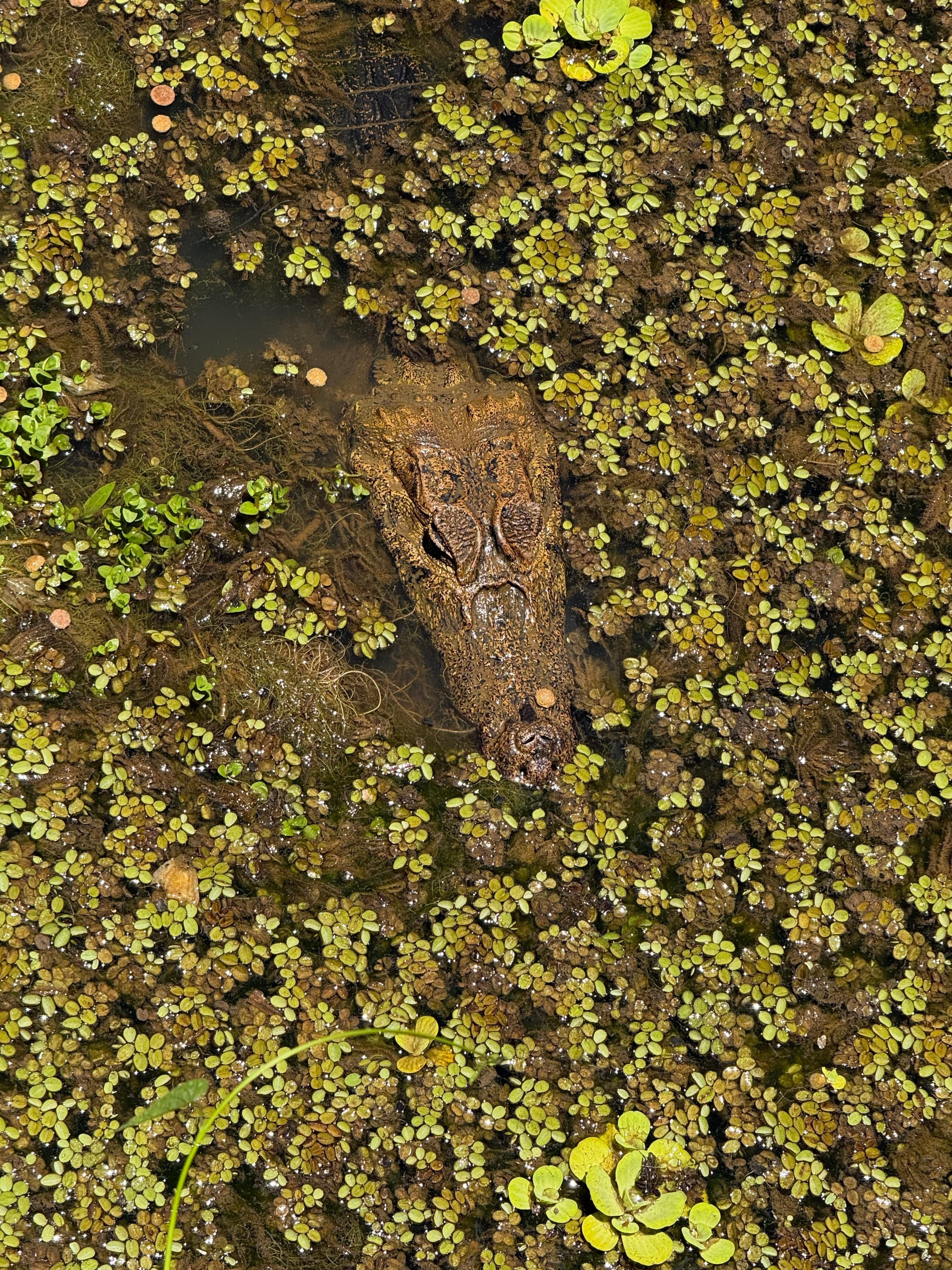 Caymen in the reserve 