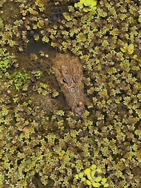 Caymen in the reserve