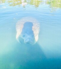 Manatee that came right up to our kayak