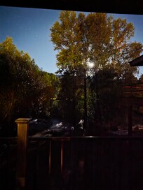 Moon thru trees on balcony