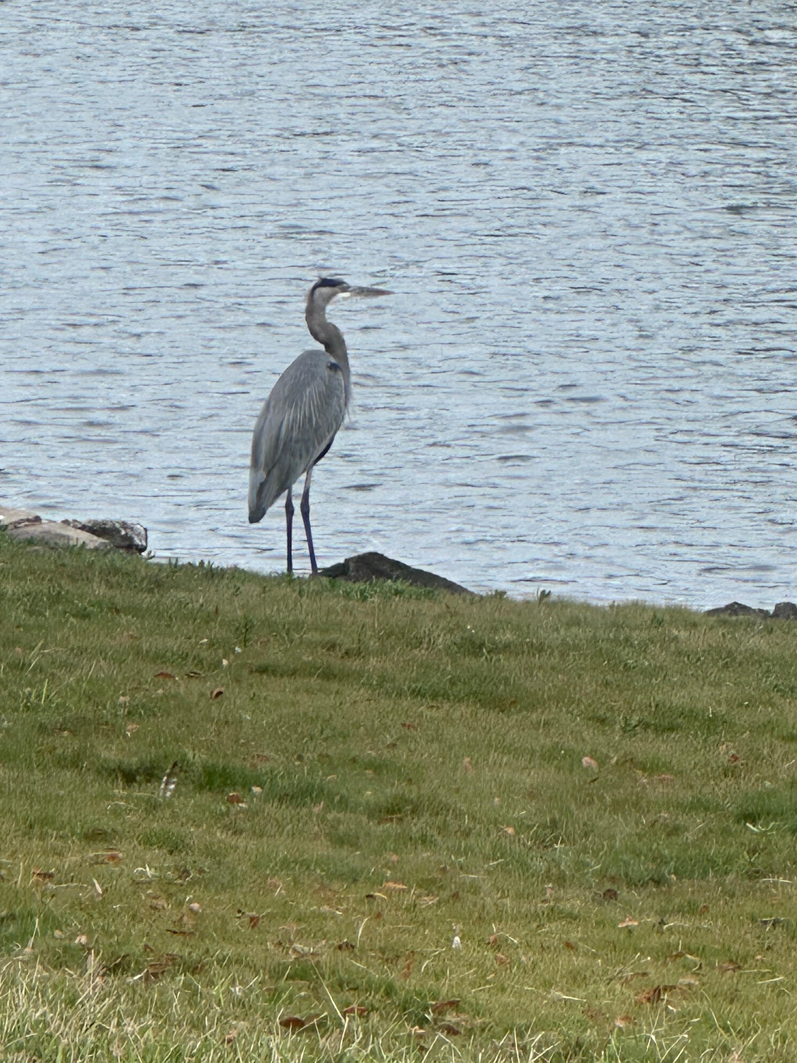 Friend who visited us every morning