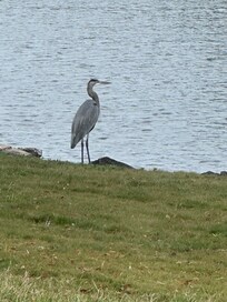 Friend who visited us every morning