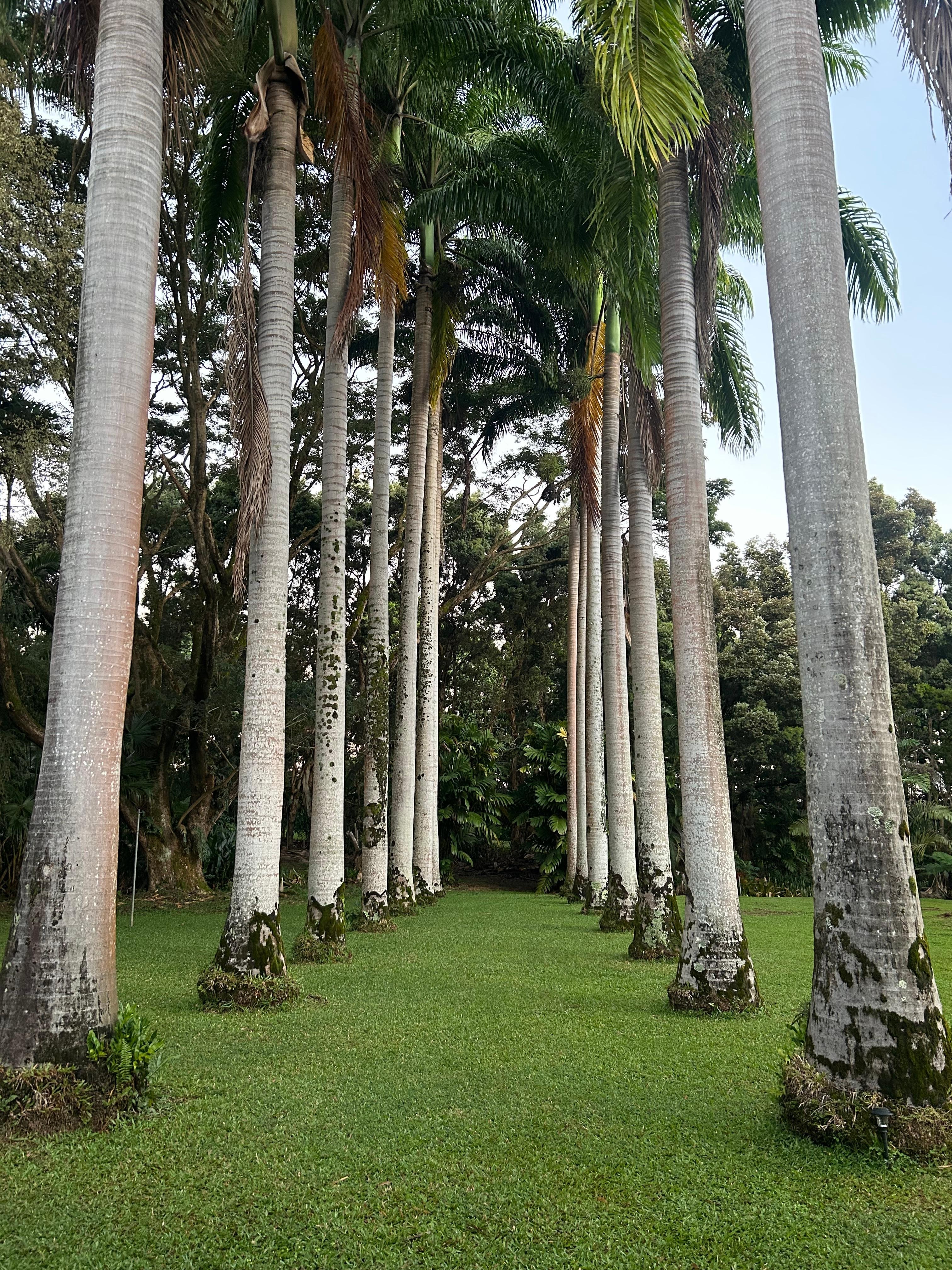 Royal Palms 
