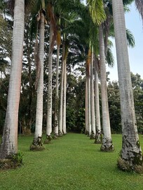 Royal Palms