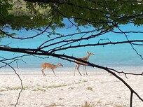 Deer frolicking at Salt Pond Bay nearby.