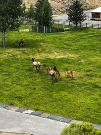 Elk in a neighborhood park