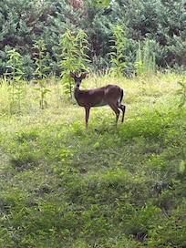 Buck beside the home!