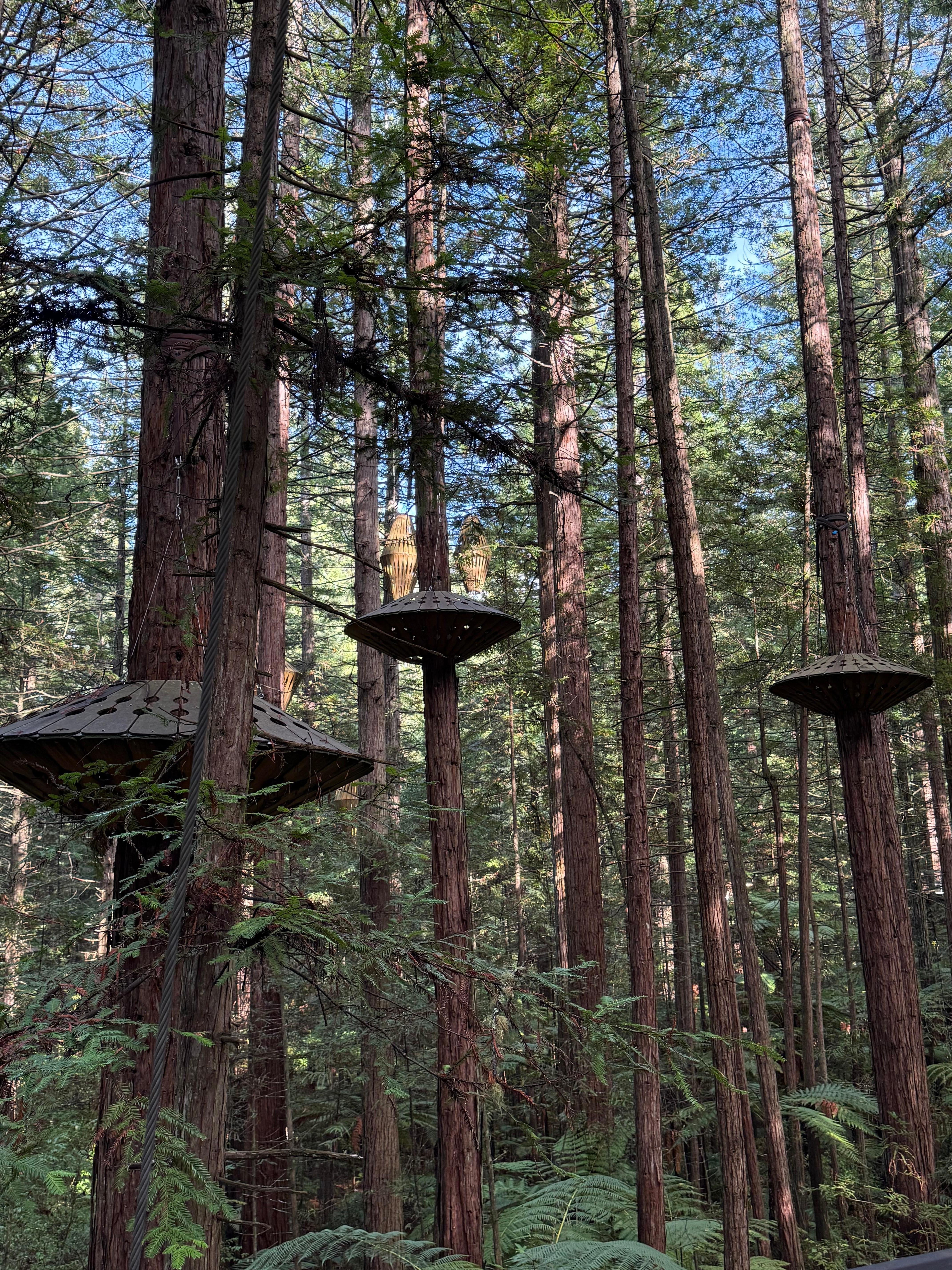 Forest walk