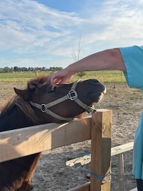 Miniature horse