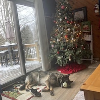 Valkyrie taking a nap in front of the tree