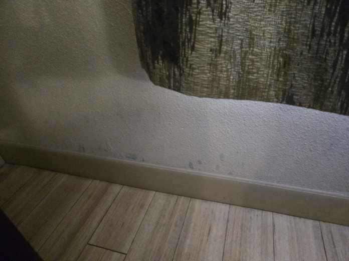 Mold on wall