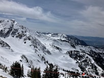 Snowbird