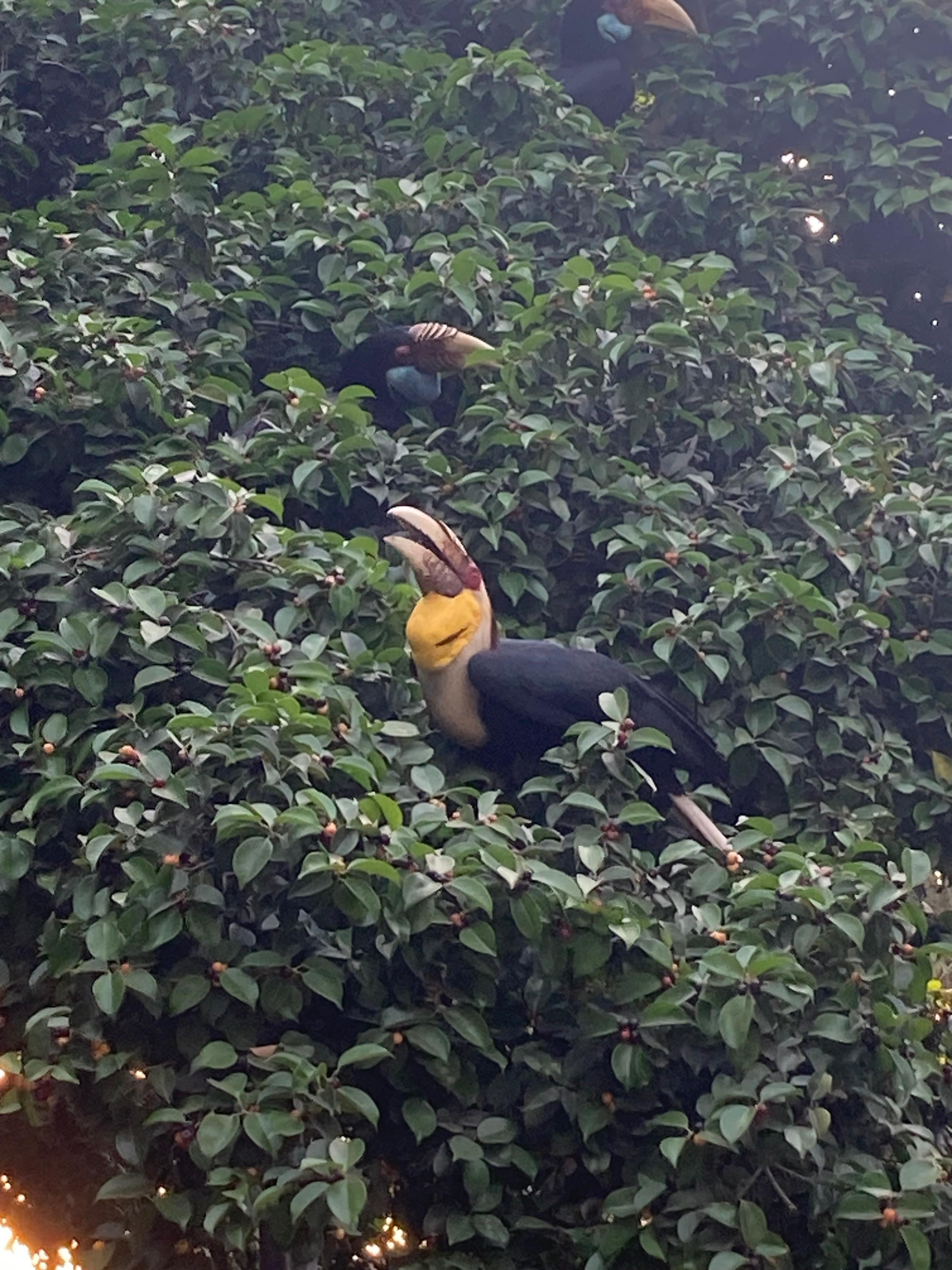 If you’re lucky you’ll spot the wreathed hornbills on the tree as you come in