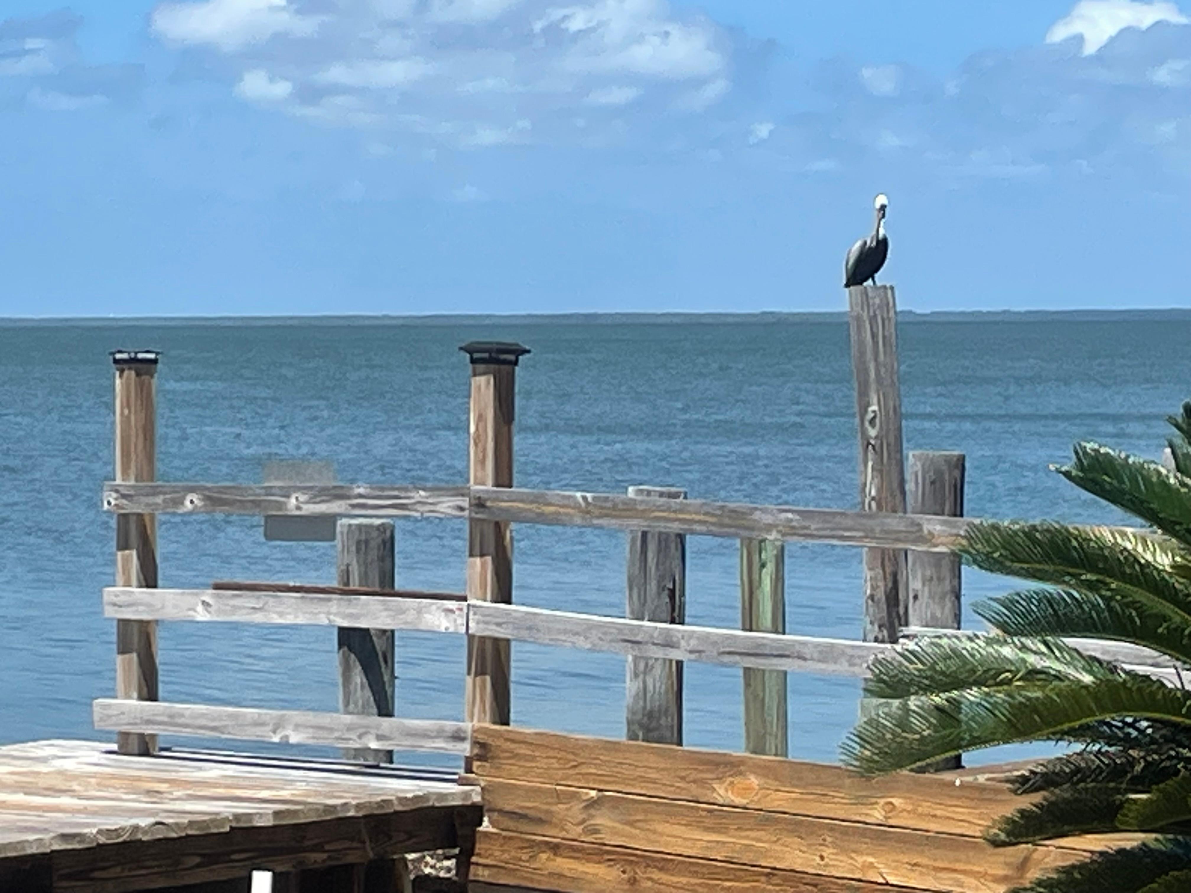 We saw so many pelicans, doves, cranes and even dolphins on our last morning. 