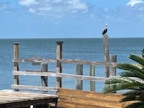 We saw so many pelicans, doves, cranes and even dolphins on our last morning.