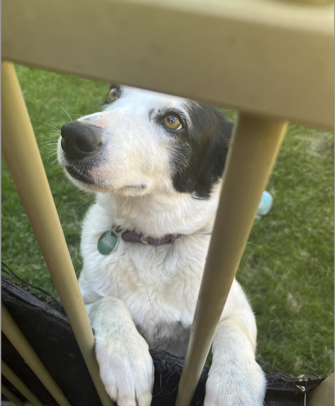 Annie the sweetest girl