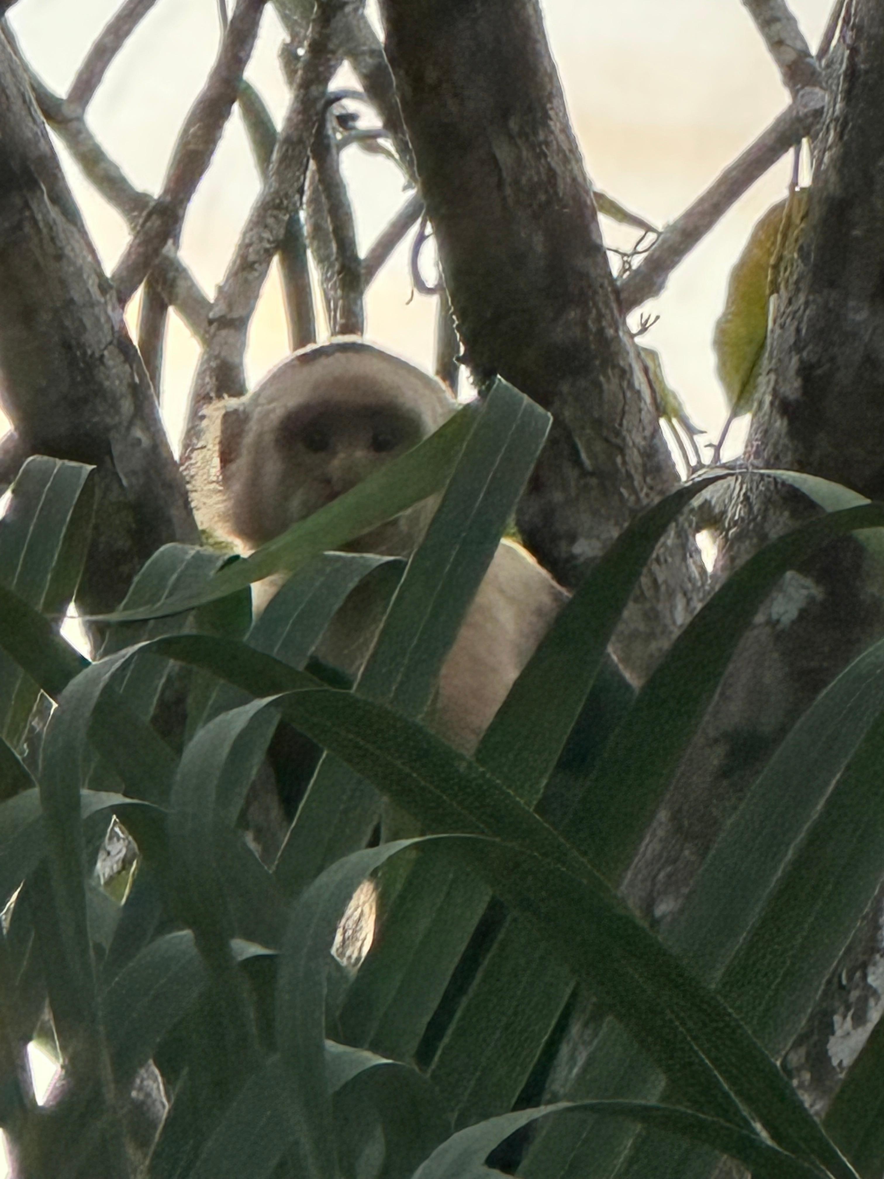 One of the monkeys who looked at us and then moved on. 