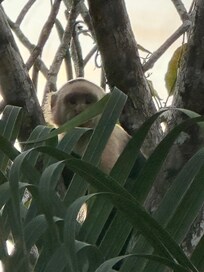 One of the monkeys who looked at us and then moved on.