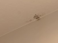 Mold on bathrooms walls/ceilings