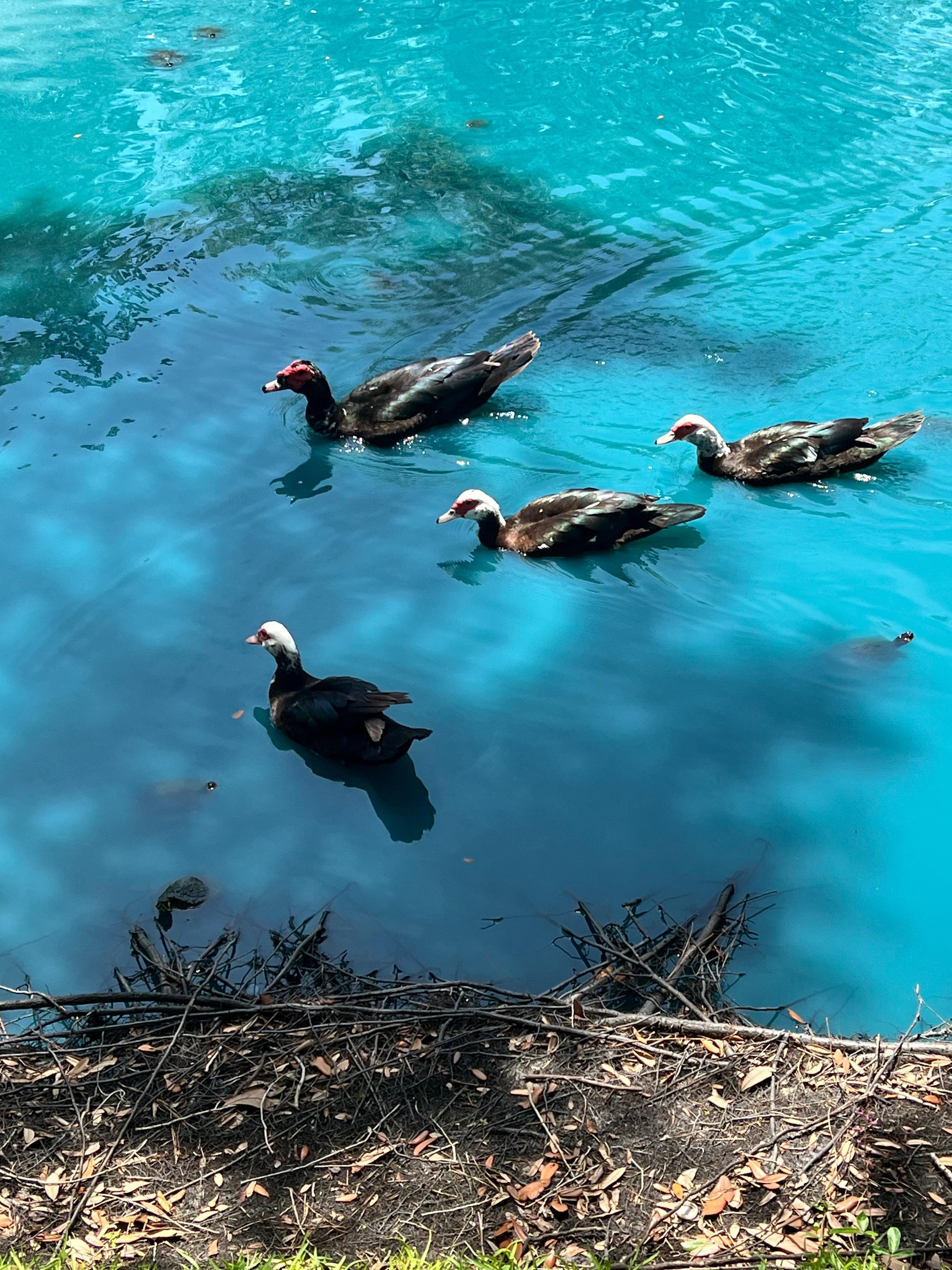 And ducks