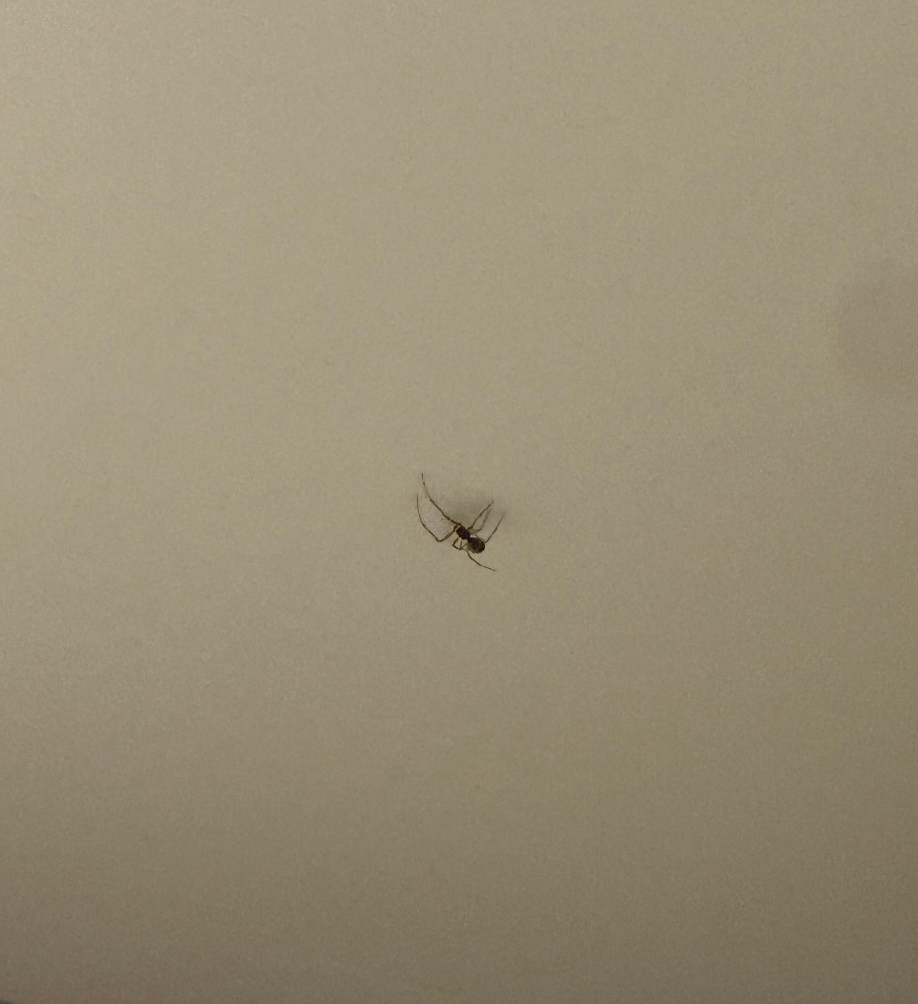 Spider in bathroom 