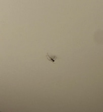 Spider in bathroom