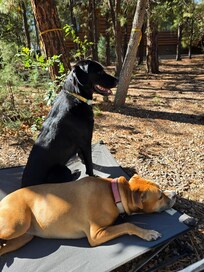 Our dogs loved it!
