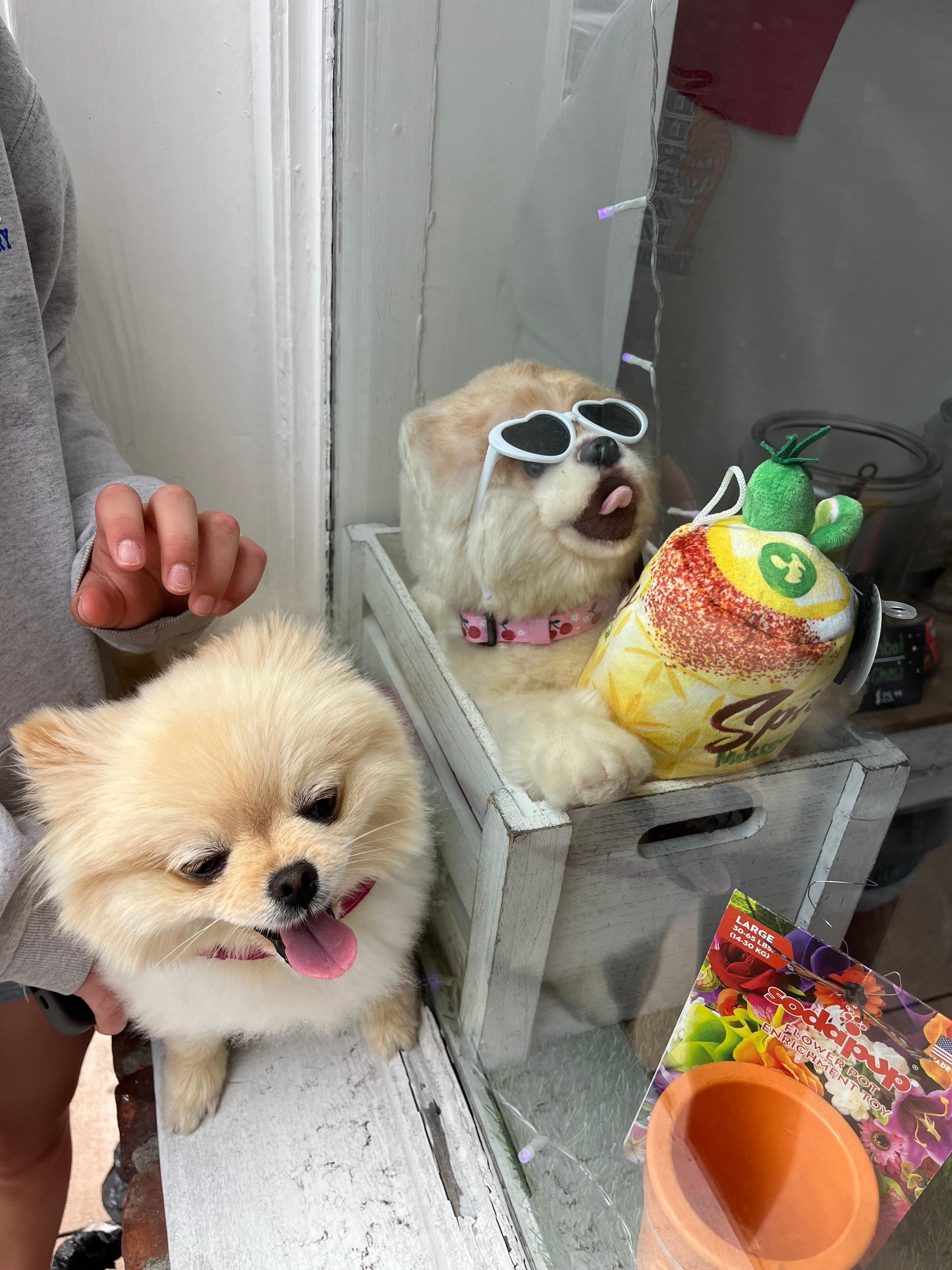 We so appreciated them letting us bring our fur-baby and we even found her stuffy twin when we were window shopping. 