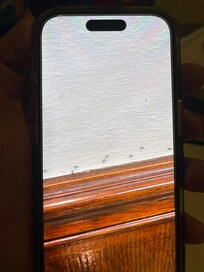 Ants crawling along the wall