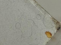 Floor debris/dirt - hairs and peanut