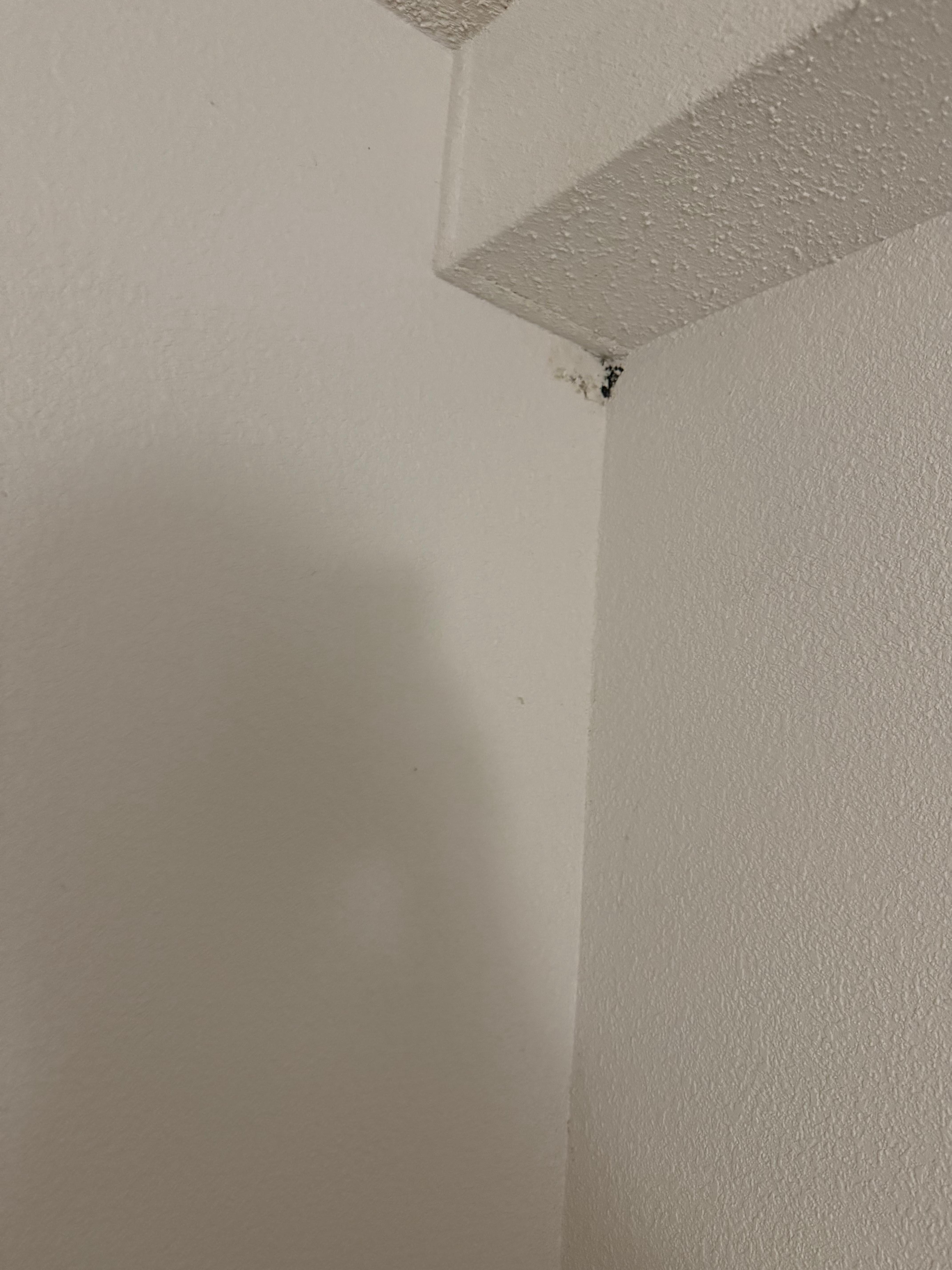Mold coming through wall from above vanity
Rm 337