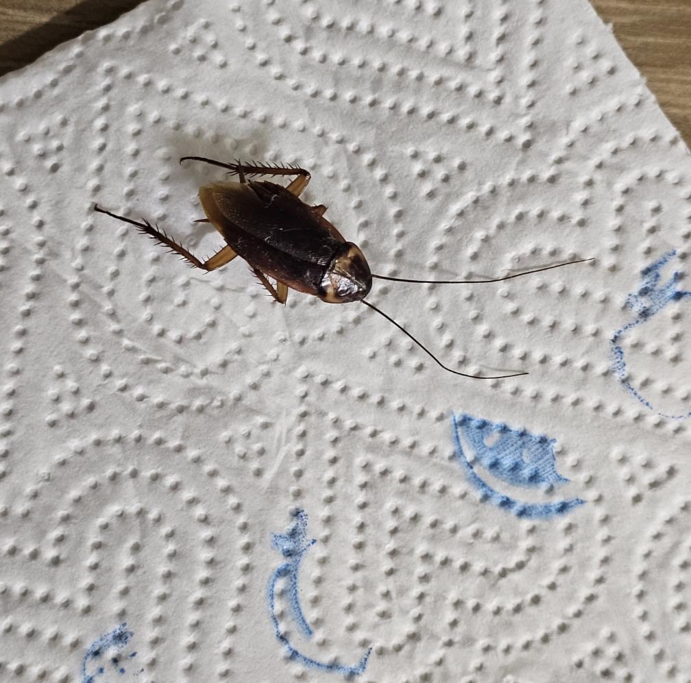 Cockroach 
