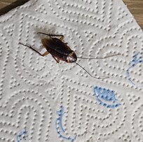 Cockroach