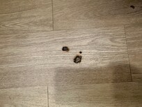 Burn holes in kitchen (there were more - just the couple we photographed