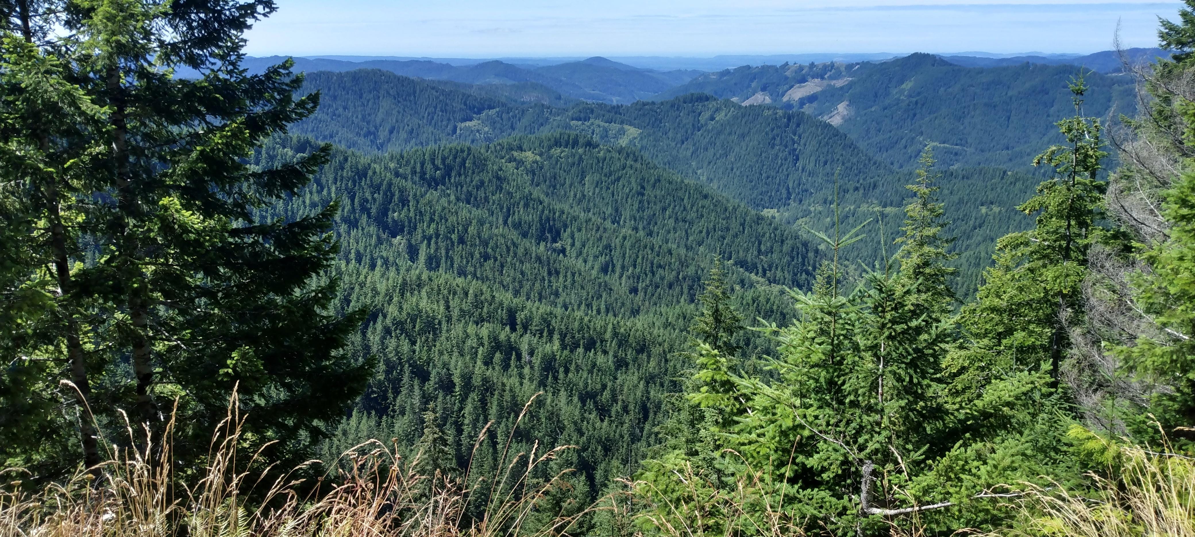 View to the north from the Hoh rain forest.