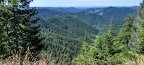 View to the north from the Hoh rain forest.