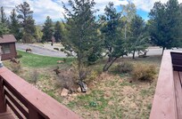 Elk just spent the day resting in the yard.