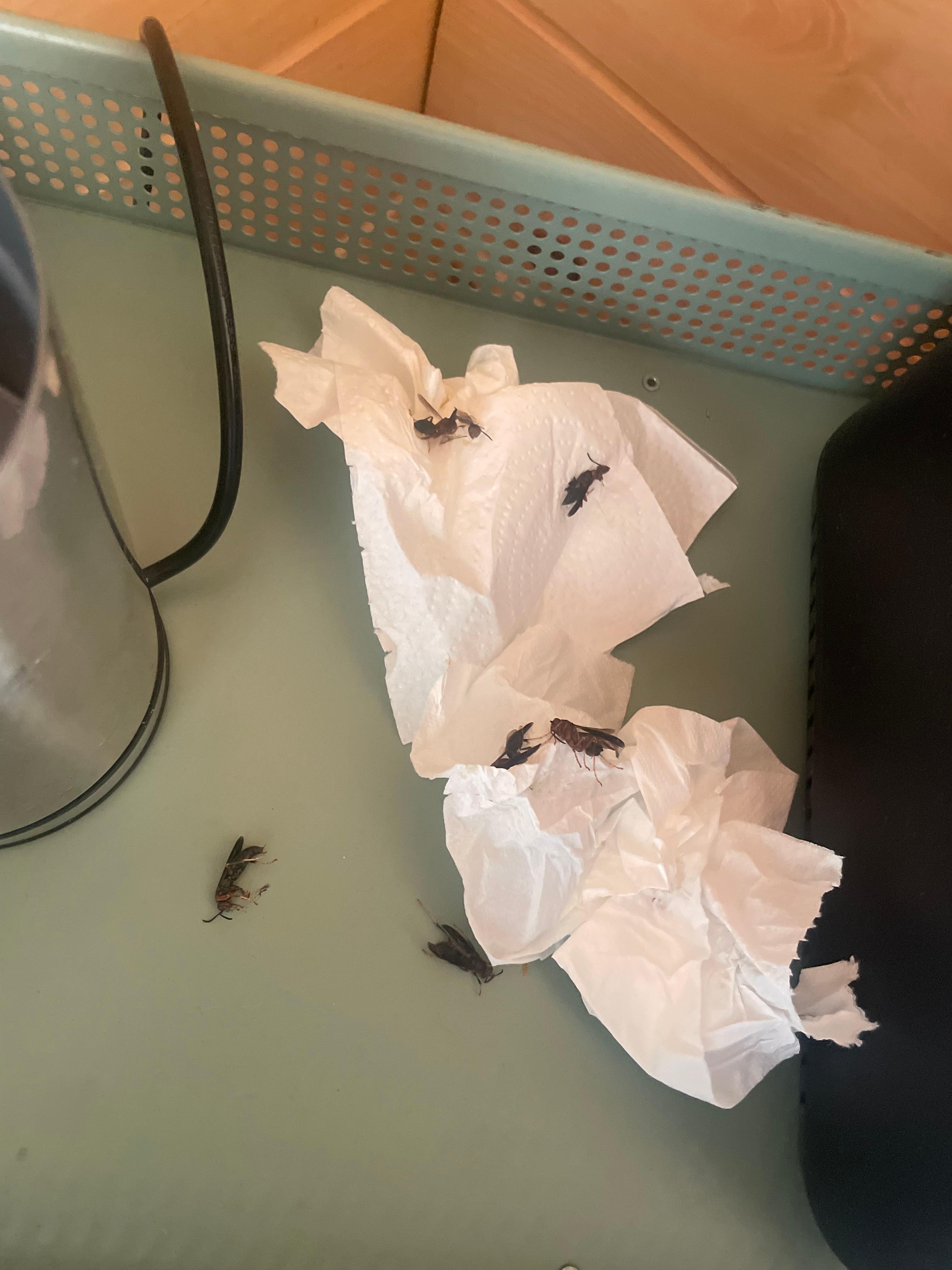 Some of the wasps we killed upon arrival