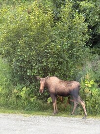 Moose out our window!