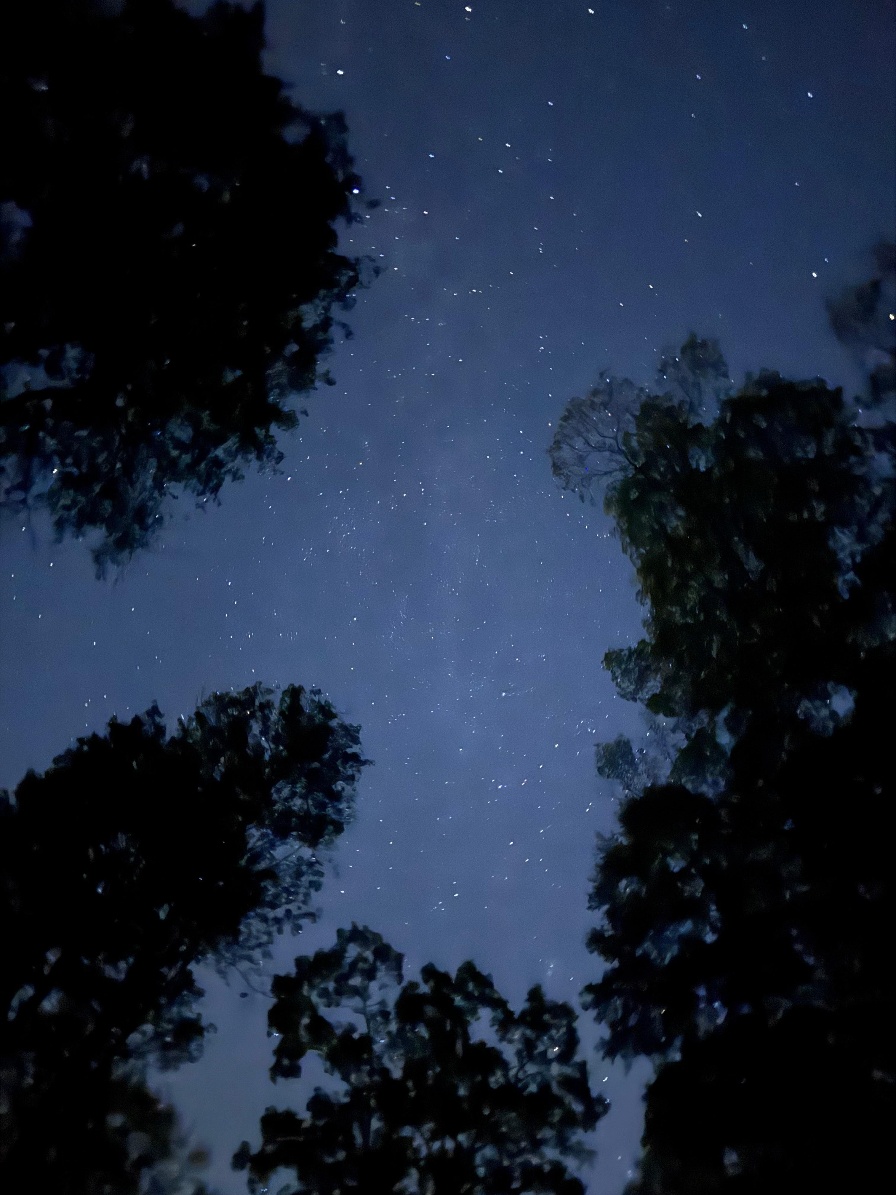 Night sky above the Treehouse Oasis!