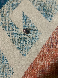 Bug